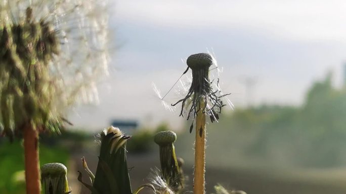 风吹蒲公英