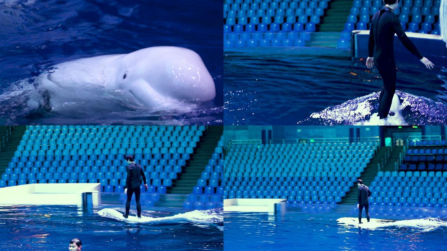 训练彩排 精彩演出 饲养员 水族馆