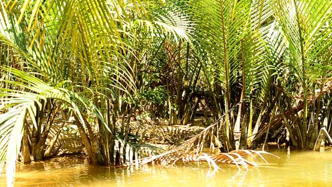 淘金：岸边的槟榔槟榔树岸边种植未成熟