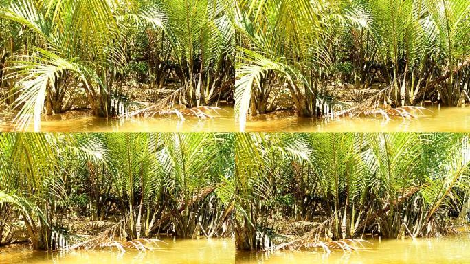 淘金：岸边的槟榔槟榔树岸边种植未成熟