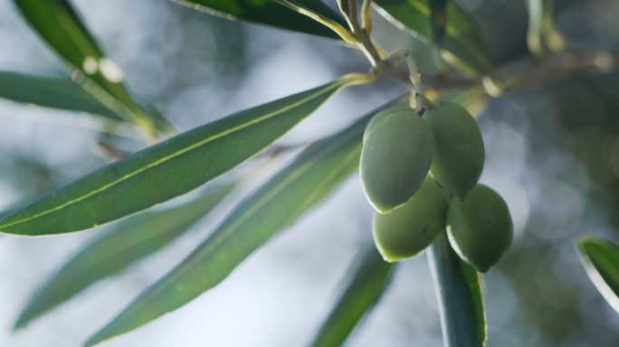 希腊科孚岛橄榄树果实樱桃大枣