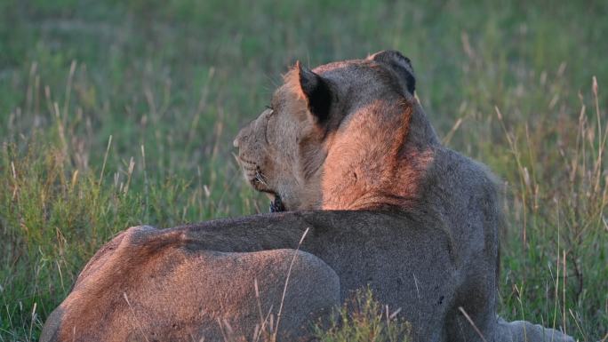 母狮躺在草地上的后视图特写，夕阳照射在身上