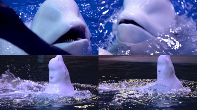 海洋公园 白鲸表演 和谐相处 精彩演出