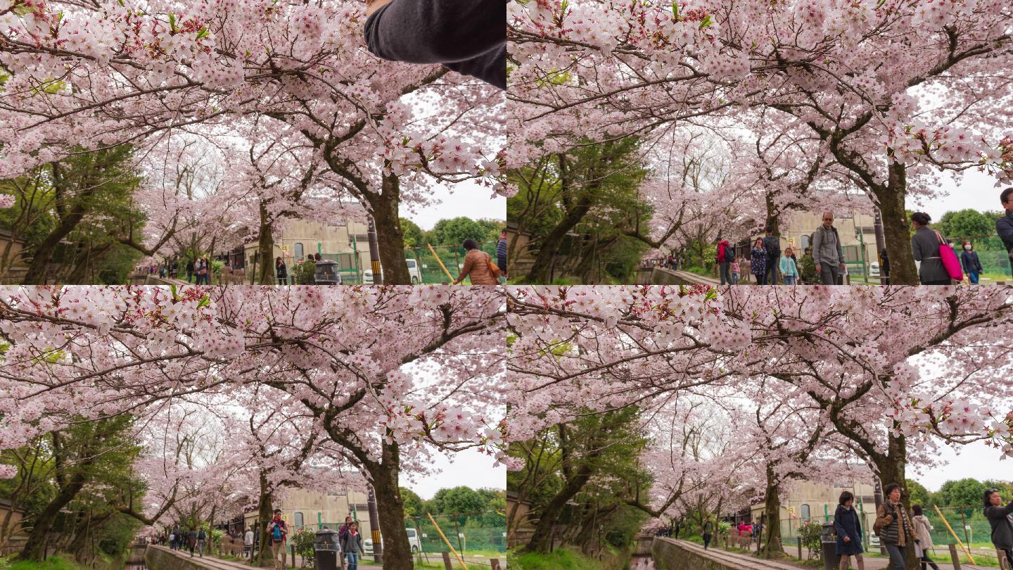 4K时光流逝：拥挤的人们在哲学家之路，看着樱花（樱花）拍照。