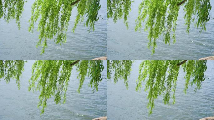 8k湖面水边柳树柳叶柳枝柳条唯美空境春风