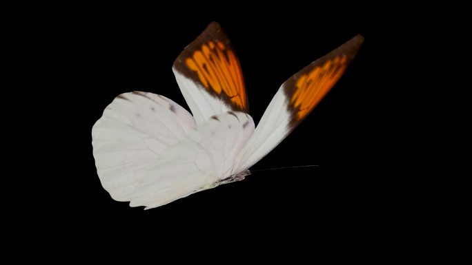 蝴蝶带通道循环视频——鹤顶粉蝶