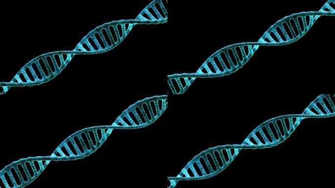 基因DNA链