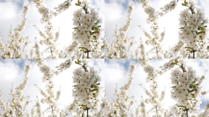 樱花树临摹空间，白花白云，春天背景视频，新生活理念
