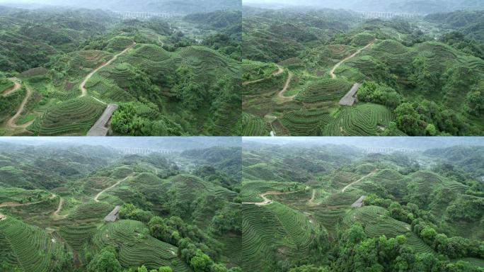 四川名山县大地指纹茶园航拍