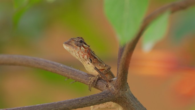 斯里兰卡热带蜥蜴变色龙蜥蜴野生动物