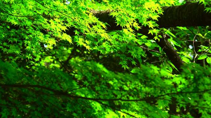 阳光透过绿叶的枝条照射