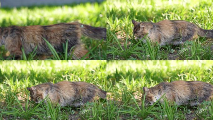 草地猫咪吃猫草
