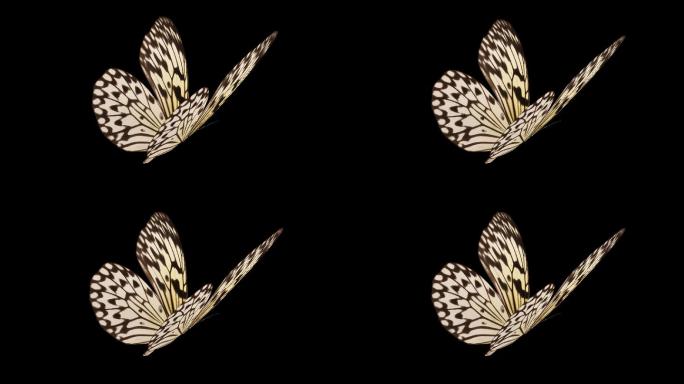 蝴蝶带通道循环视频——大帛斑蝶