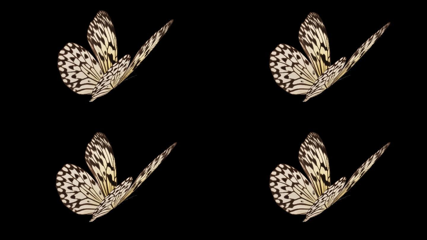 蝴蝶带通道循环视频——大帛斑蝶