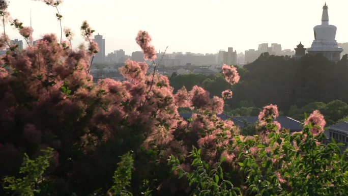 花中白塔