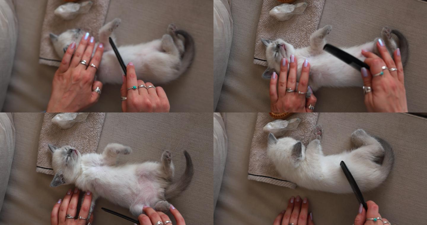 猫主人在给小猫梳毛，用梳子梳理