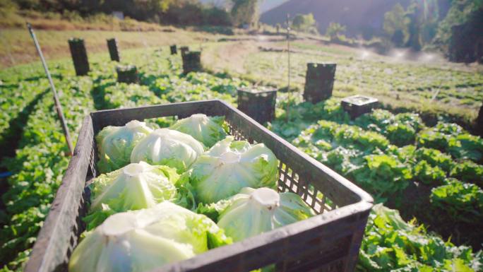 菜花农场篮子里的菜花