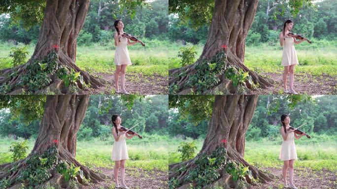 女孩在榕树下拉小提琴
