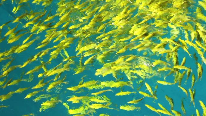 海洋公园 喂魔鬼鱼 鱼群遨游 海底世界
