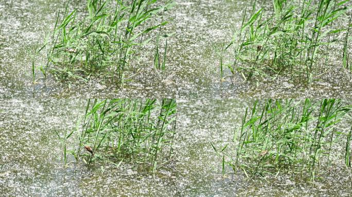 飘满白絮的湖中芦苇上野麻雀在觅食