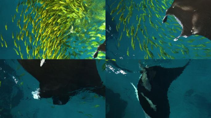 海洋公园 喂魔鬼鱼 鱼群进食 海底世界