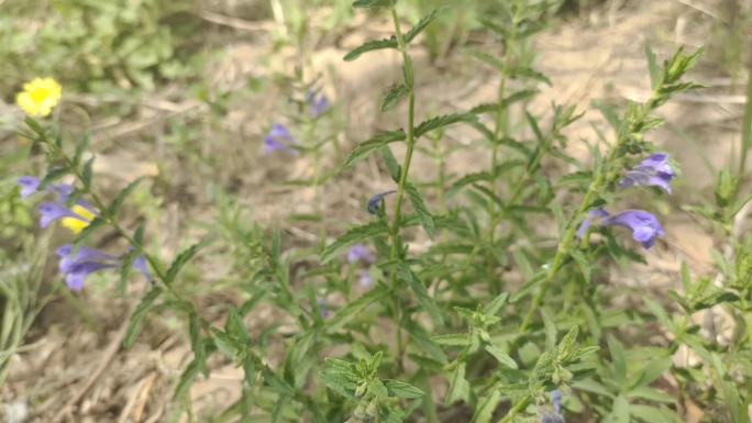 并头黄芩 半枝莲 唇形科 黄芩属 花朵