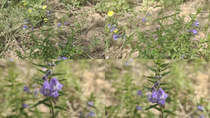 并头黄芩 半枝莲 唇形科 黄芩属 花朵