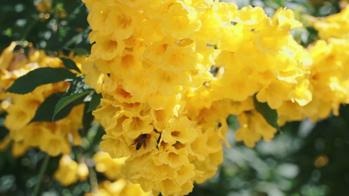 把蜜蜂关在黄色的花上。