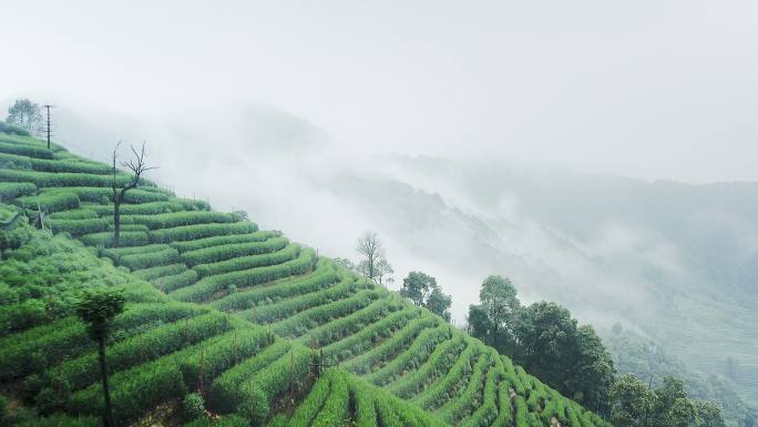 雾茶山茶园梯田