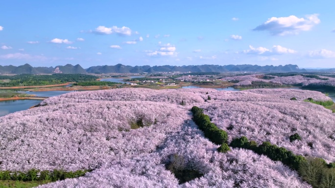 贵州贵安新区平坝万亩樱花园航拍4K 3