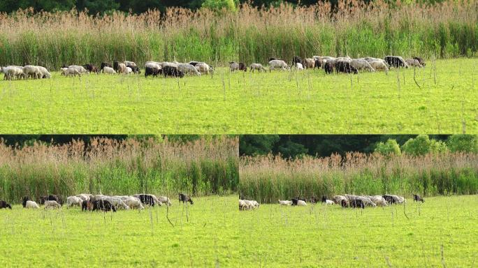 一群山羊在草地上觅食