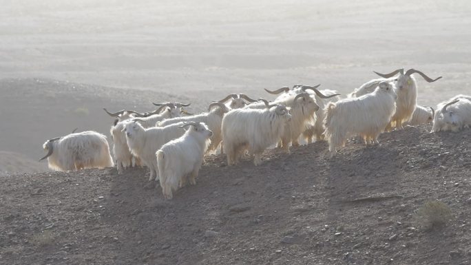 一群种公山羊