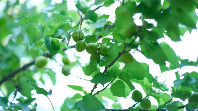 生绿杏串水果特写慢动作水高端冲水滴水农业
