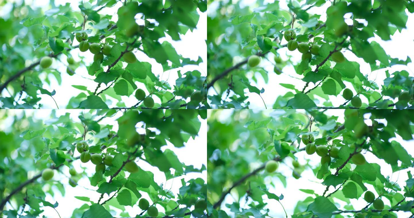 生绿杏串水果特写慢动作水高端冲水滴水农业