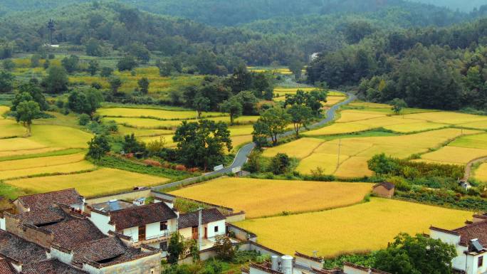 美丽乡村安徽稻田美景航拍道路油菜花