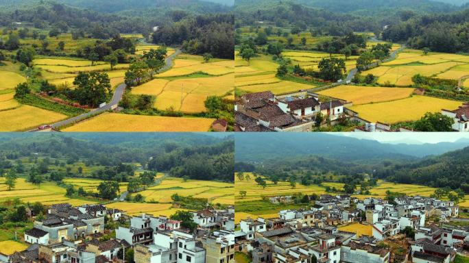 美丽乡村安徽稻田美景航拍道路油菜花