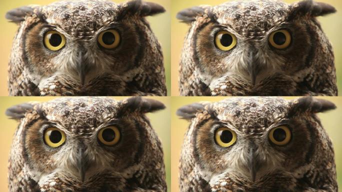 Owl高清鸟类眨眼
