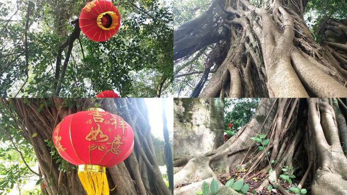 村场神树社公树挂有红灯笼的千年古大榕树