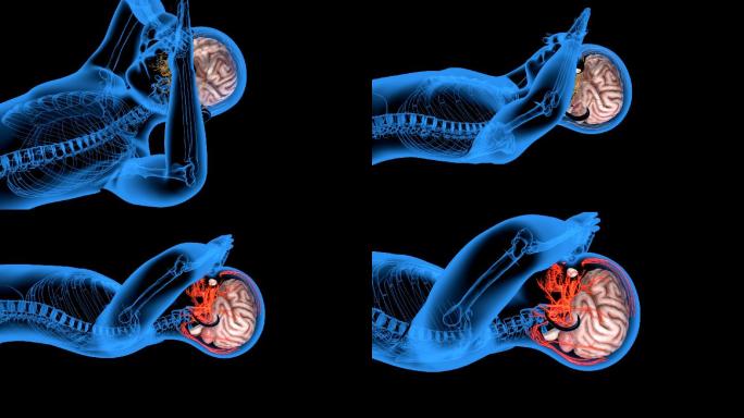 脑神经3D模型（2）
