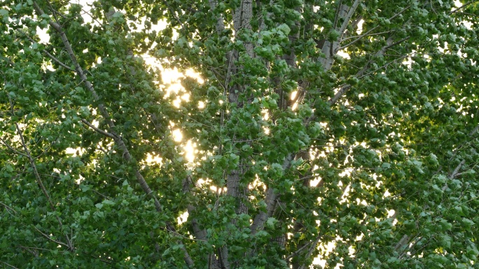 风中摇曳的杨树阳光穿过树叶