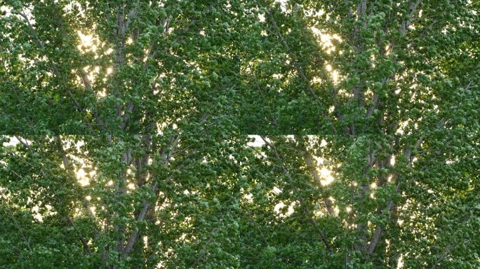 风中摇曳的杨树阳光穿过树叶