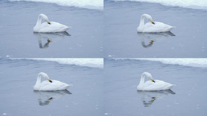 日本北海道东部冬季湖中的白天鹅