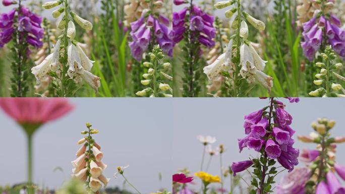 成都空港花田公园毛地黄植物花卉特写