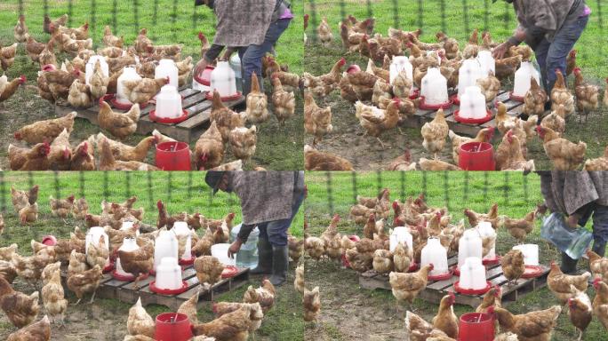农场主一边整理鸡舍，一边清理饮水槽，一边戴着口罩，以避免感染新冠病毒19