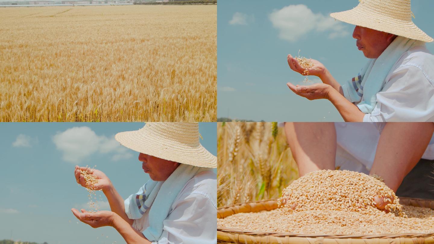 麦子丰收