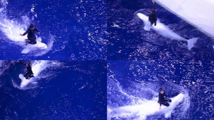 海洋公园 白鲸表演 精彩演出 休闲娱乐