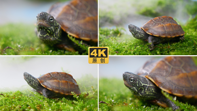 爬行的乌龟乌龟中华草龟金线草龟4K