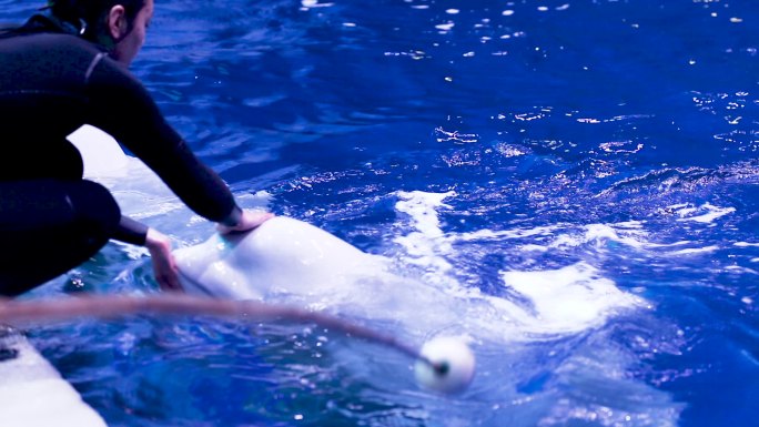 白鲸驯养 和睦相处 海洋公园 日常生活