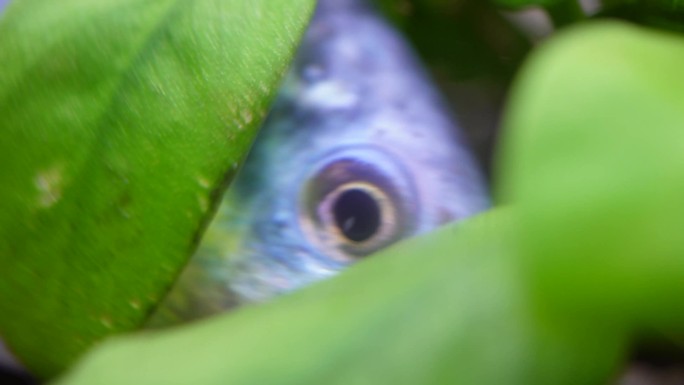 【镜头合集】微距热带鱼鱼吃食鱼眼睛鱼鳃