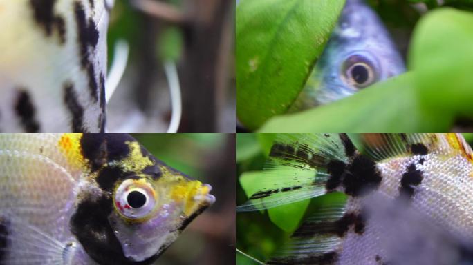 【镜头合集】微距热带鱼鱼吃食鱼眼睛鱼鳃